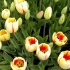 Výsadba tulipánů na podzim 2022